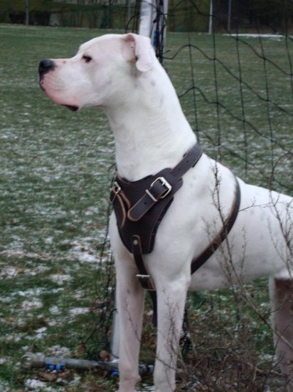 Reliable Leather Dog Harness for Agitation/Protection/Attack Work