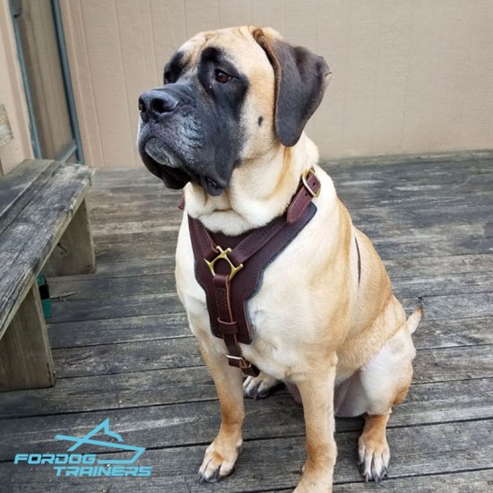 English mastiff hot sale collars