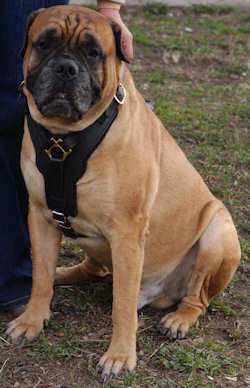 bullmastiff leather dog harness