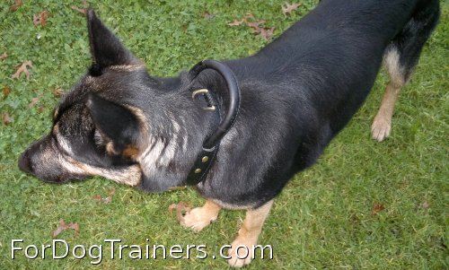 Perfect fit of wear-and-tear resistant leather collar