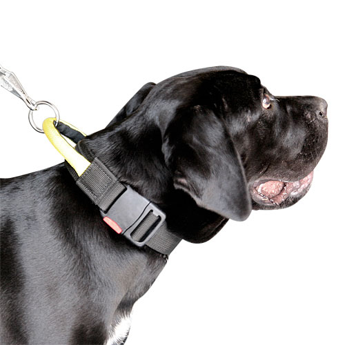 Dog collar