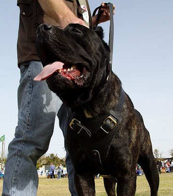 leather dog harness for cane corso