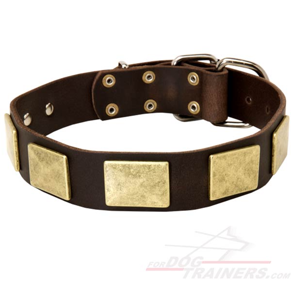 Decorated Cane Corso Collar Leather with Massive Plates