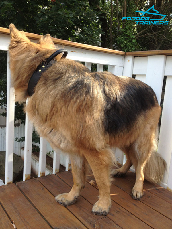 Handy 2 Ply Leather German Shepherd Collar