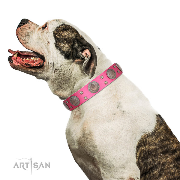 Walking leather American Bulldog collar