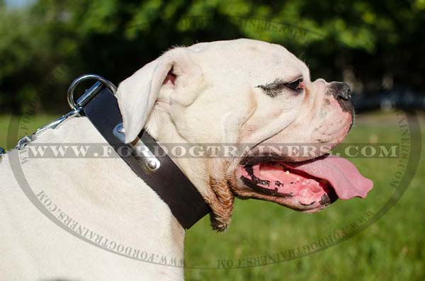 Leather American Bulldog Collar Durable Hardware