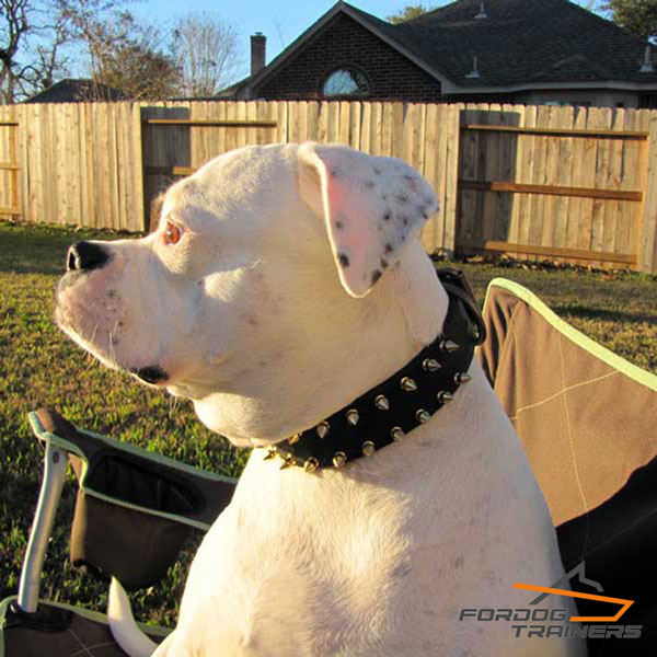 Strong Leather American Bulldog Collar