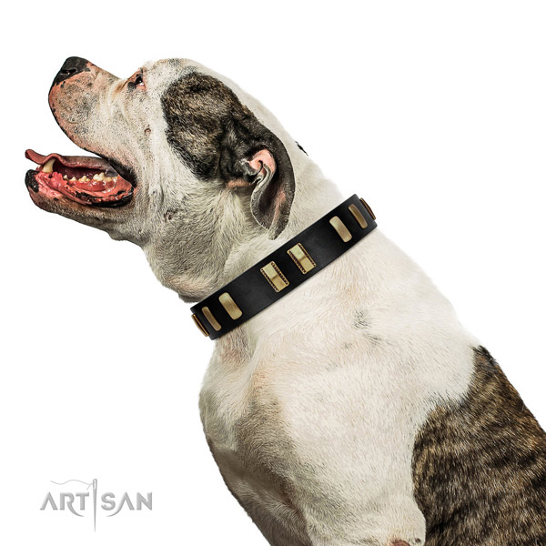 Everyday use American Bulldog collar of soft leather