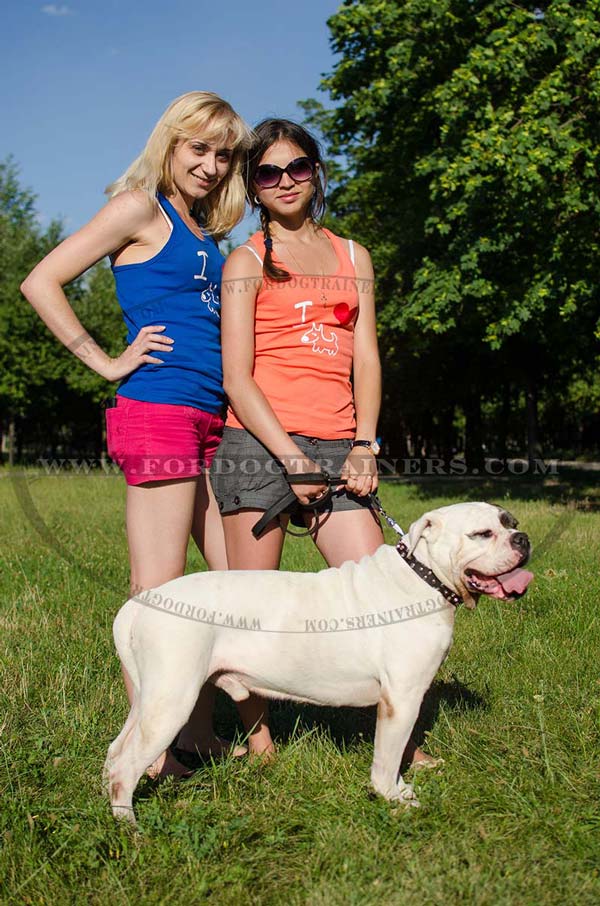 American Bulldog Collar Adorned with Studs