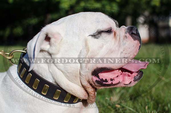 American Dog Collar Leather with Plates