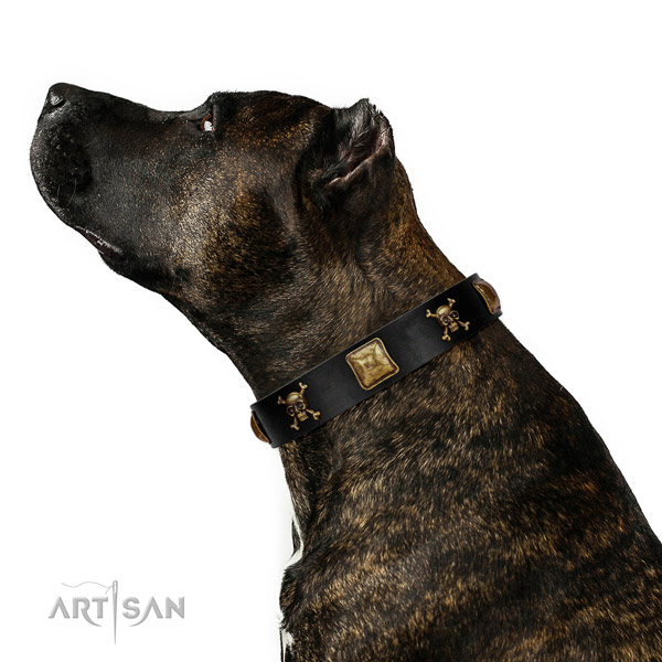 Designer black leather Amstaff collar has amazing look