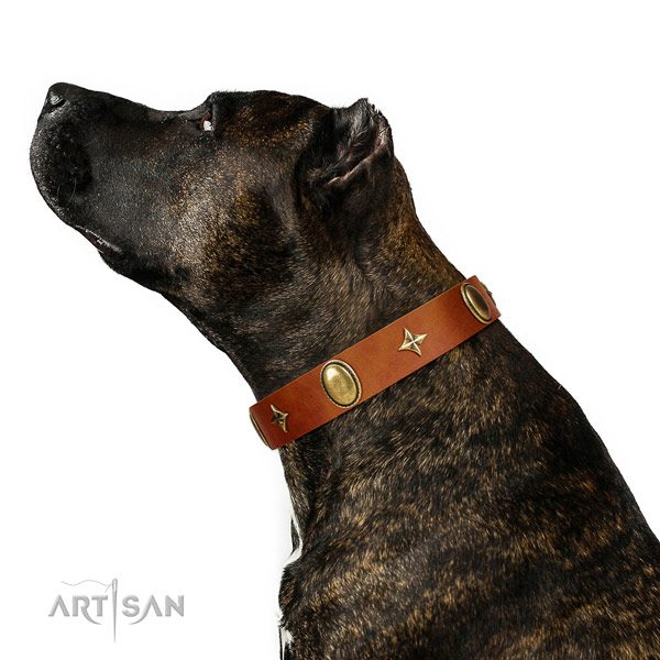 Daily walking Amstaff collar of exceptional quality genuine leather