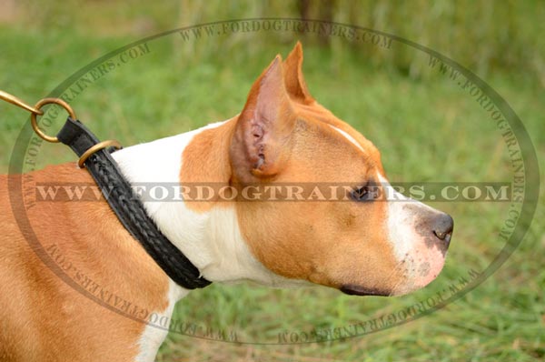 Leather Choke Amstaff Collar Braided