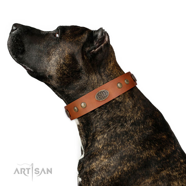 Amstaff easy wearing dog collar of exceptional quality genuine leather