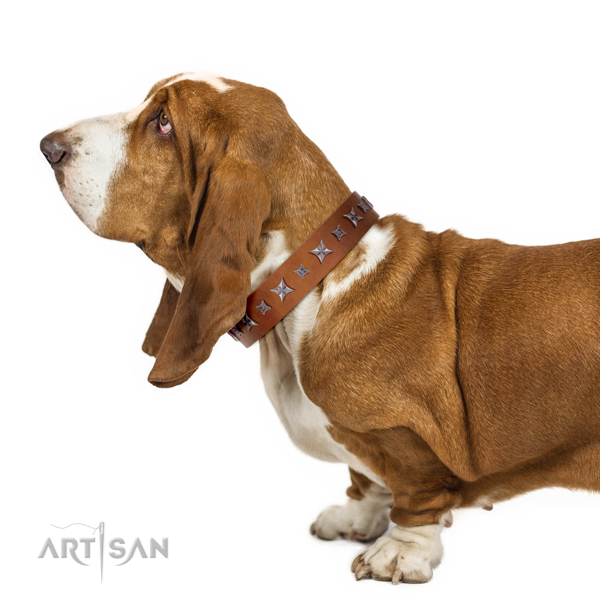 Extraordinary walking tan leather Basset Hound collar with chic decorations