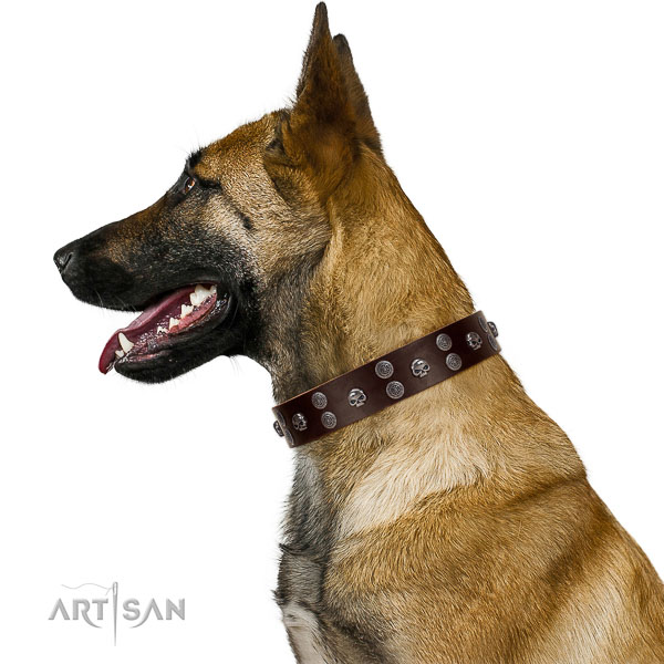 Extraordinary walking brown leather Belgian Malinois collar with chic decorations