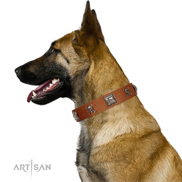 Tremendous Genuine Leather Belgian Malinois Collar