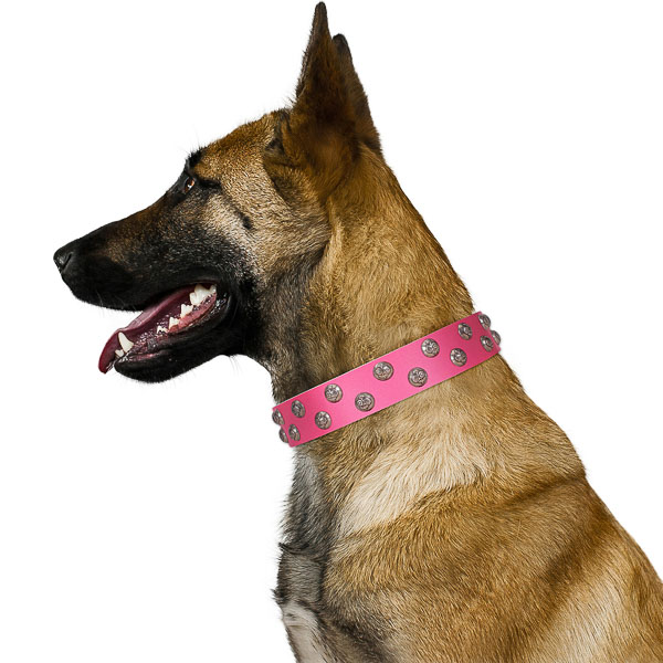 Walking leather Belgian Malinois collar for everyday usage