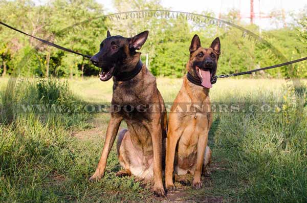 Padded Leather Belgian Malinois Collar