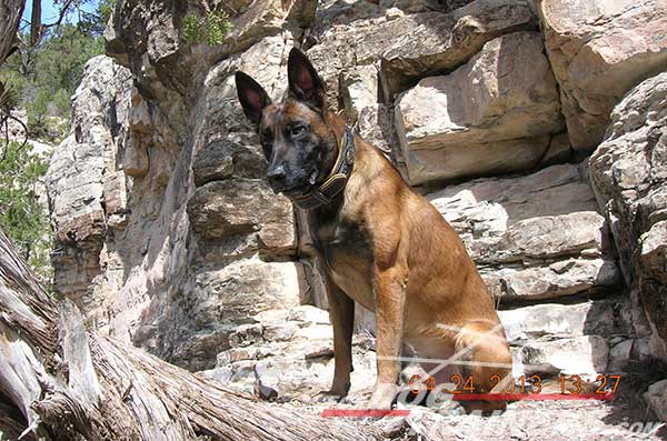 Leather Belgian Malinois Collar for basic training 