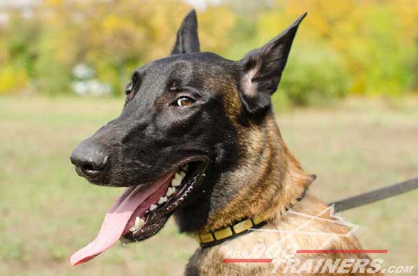 Designer Leather Belgian Malinois Collar with brass plates 