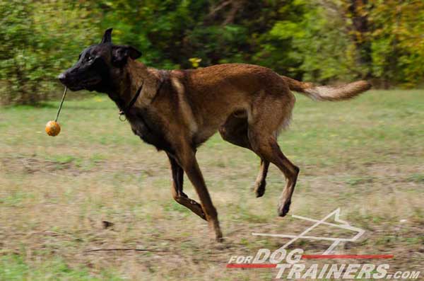 Belgian Malinois Choke Collar Made of Softest Ever Smooth Leather