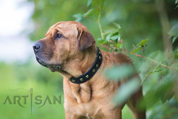 Designer Black Leather Dog Collar with Old Bronze Plated Decorations