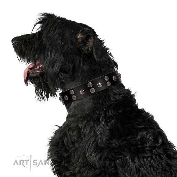 Extraordinary walking black leather Black Russian Terrier collar with chic decorations