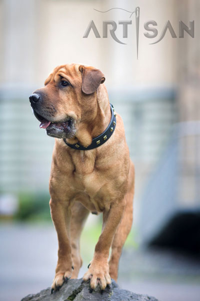 Reliable Black Leather Shar Pei Collar