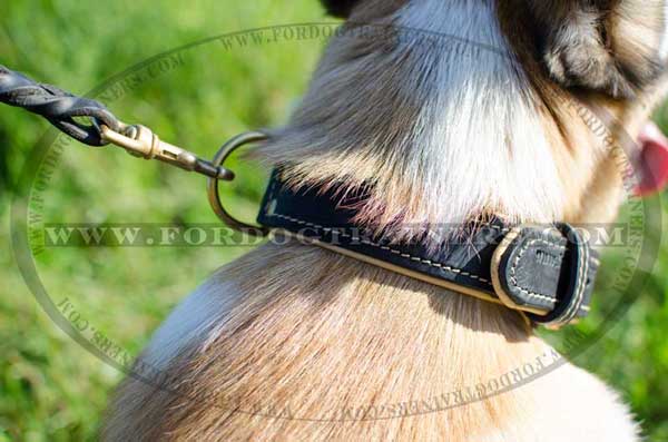 Brass D-Ring on Leather for Walking and Training