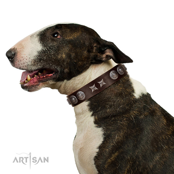 Extraordinary walking brown leather Bull Terrier collar with beautiful decorations