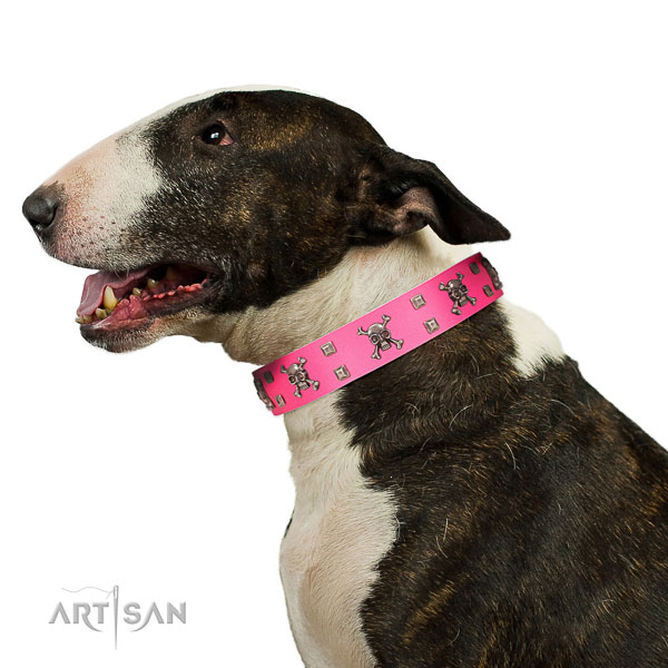 Walking leather Bull Terrier collar for your four legged-friend