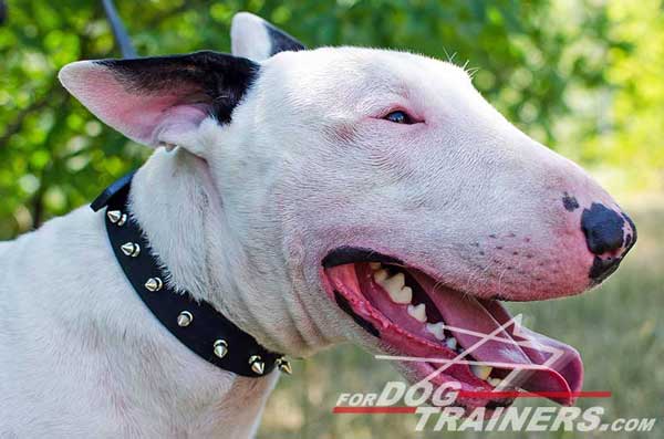 Training Leather Bull Terrier Collar with spikes