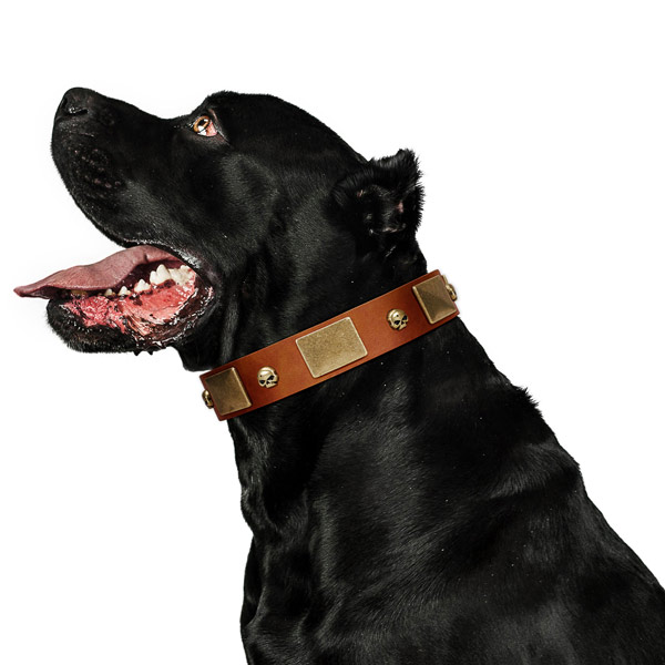 Comfortable FDT Artisan Tan Leather Cane Corso Collar