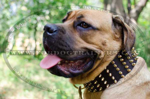 Designer Leather Cane Corso Collar