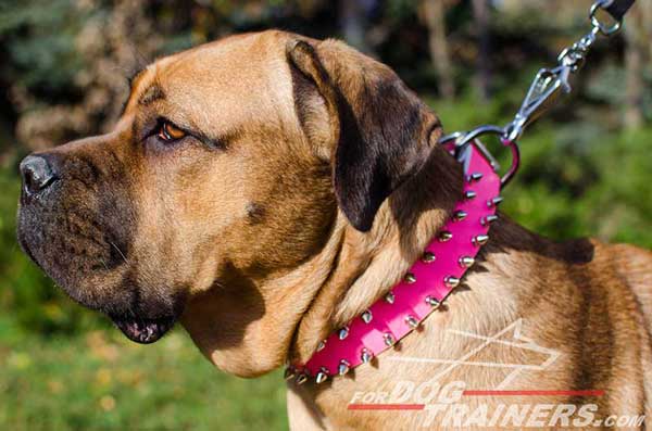 Spiked Leather Cane Corso Collar 