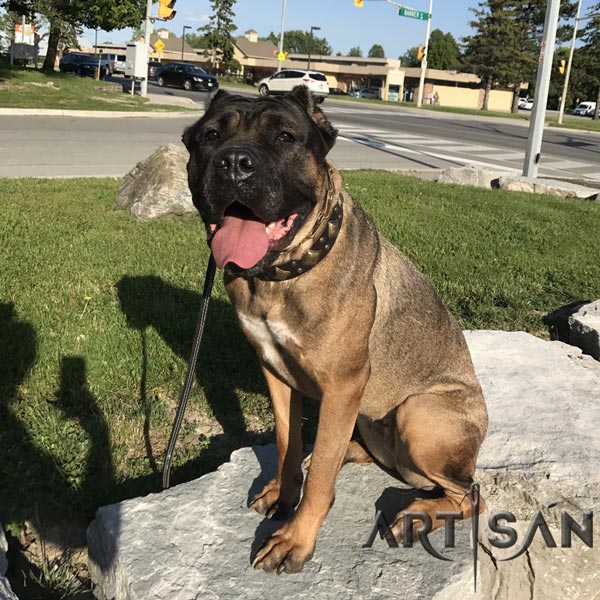 Lily in Luxurious Leather Cane Corso Collar with Goldish Decorations