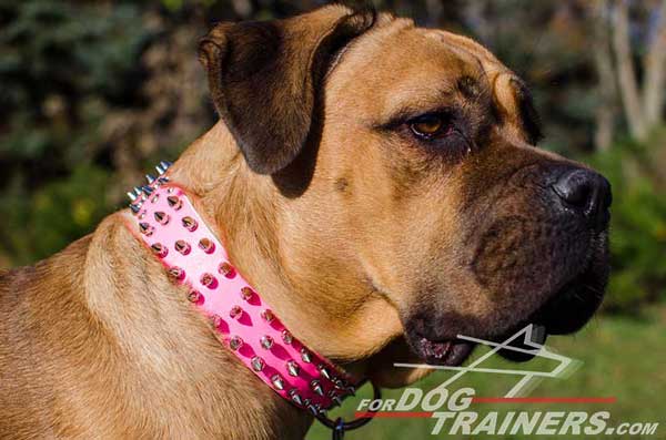 Spiked Pink Leather Cane Corso Collar 