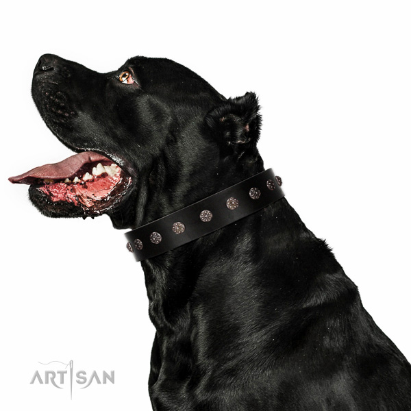 extra comfortable to wear leather Cane Corso collar