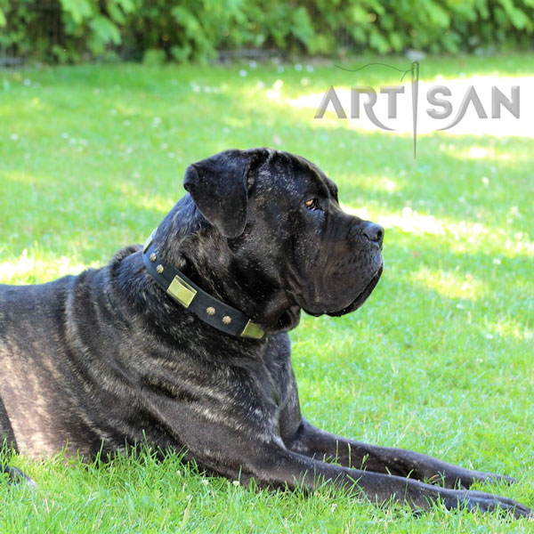 Remarkable Design Leather Cane Corso Collar for Stylish Dogs