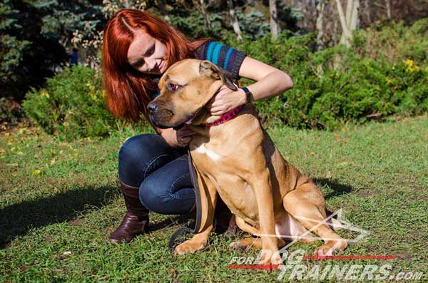 Beautifully Studded Leather Dog Collar for Cane Corso Walking 