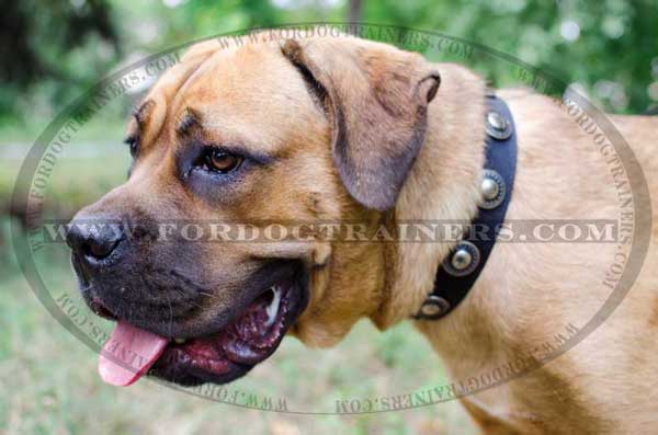 Nylon Cane Corso Decorated for Fashion Walking