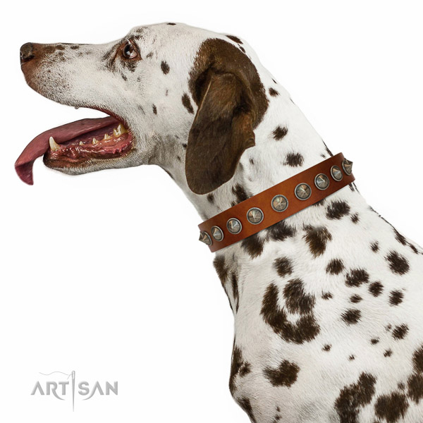 Extraordinary walking tan leather Dalmatian collar with
chic decorations