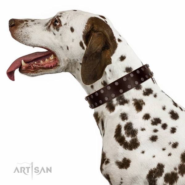 Comfortable leather Dalmatian collar of selected genuine leather