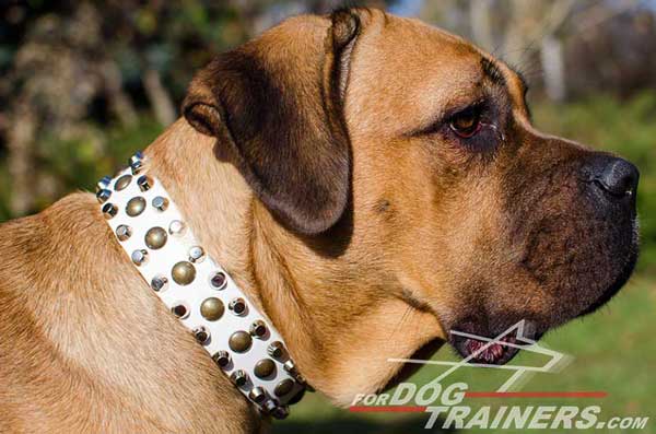 Professionally Decorated White Leather Dog collar for Cane Corso Walking