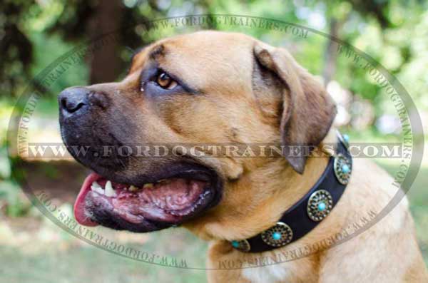 Decorated Cane Corso Collar with Circles