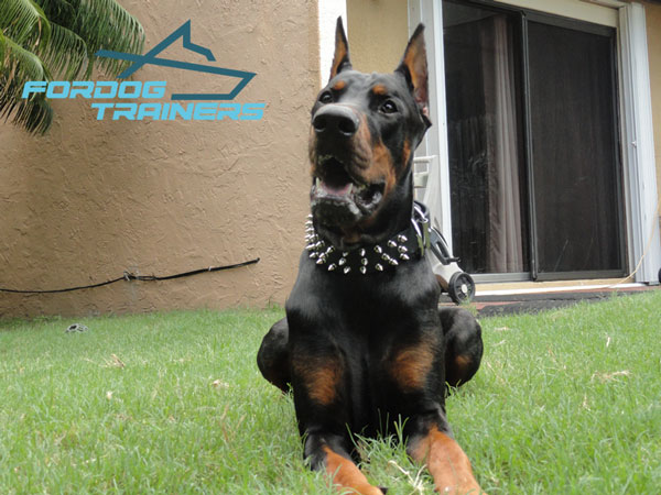 |Black Spiked Dog Collar 