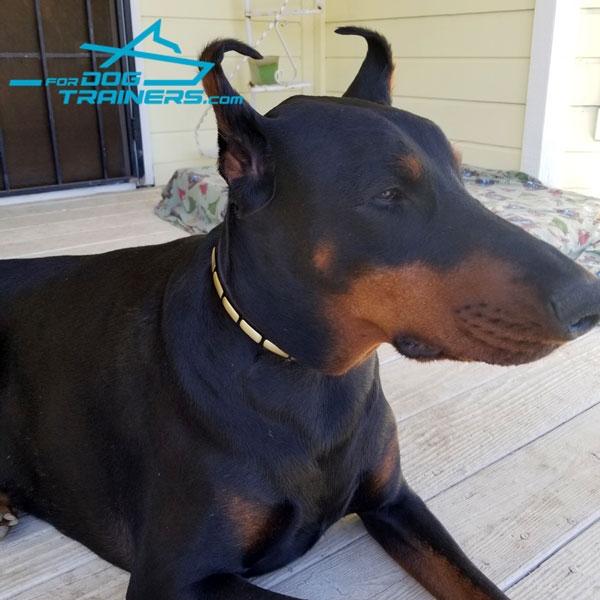 Walk Your Doberman Safely with Narrow Leather Dog Collar