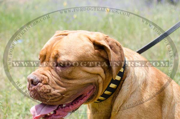 Walking Dogue De Bordeaux Collar Leather Designer Brass Plates