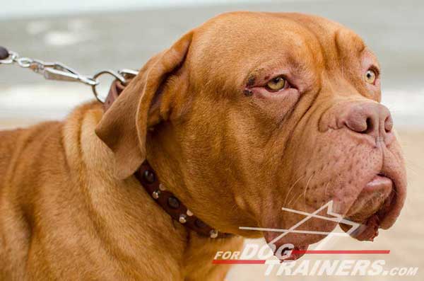 Training Leather Dogue de Bordeaux Collar